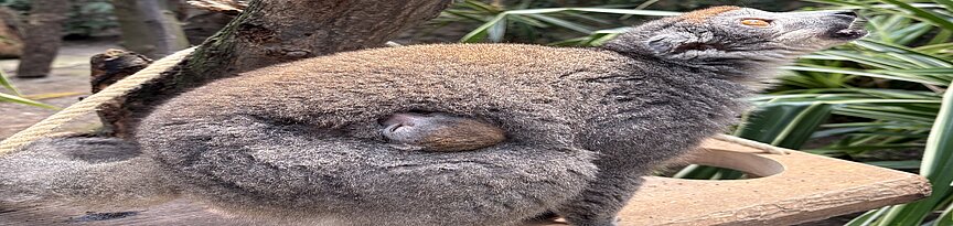 Kronenmakijungtier am Bauch der Mutter