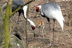 Two White-naped cranes