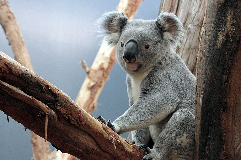 Koala sitzt im Baum