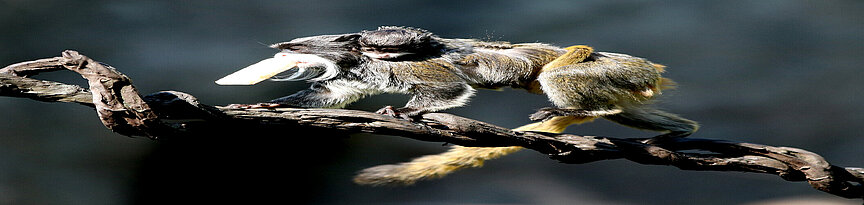 Ein Kasierschnurrbarttamarin läuft mit einem Jungtier auf dem Rücken über eine Liane. Er hat etwas zu fressen im Mund.