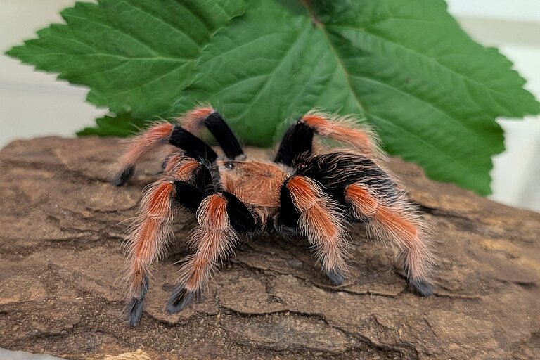 Boehms Vogelspinne