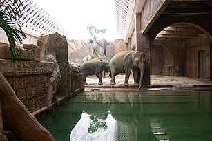Zwei Elefanten im Elefantentempel