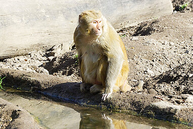 Rhesus monkey sitting next to the water