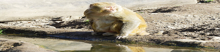 Rhesus monkey sitting next to the water