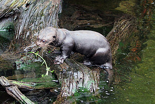 Giant otter young