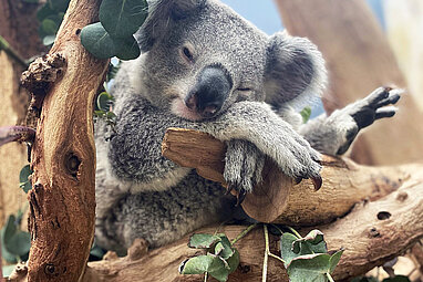 Koala Bouddi sitzt im Ast