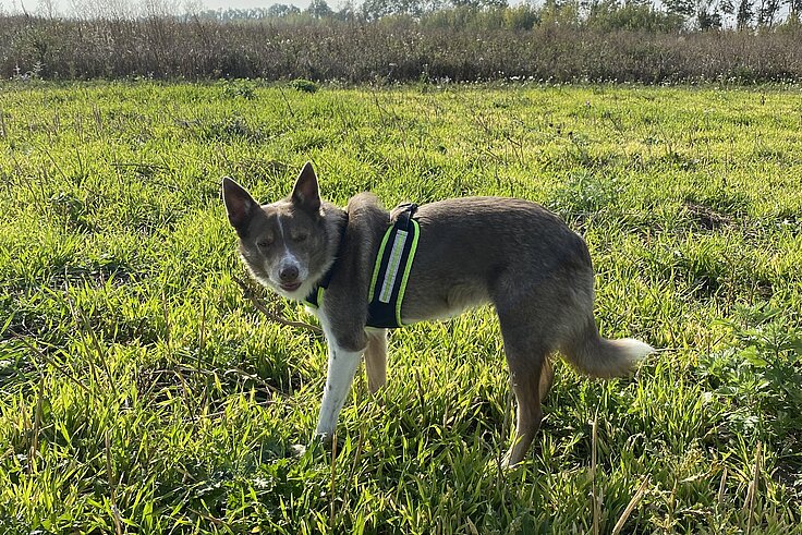 Spürhund auf dem Feld