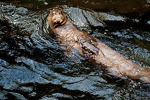 Riesenotter schwimmend in Gondwanaland