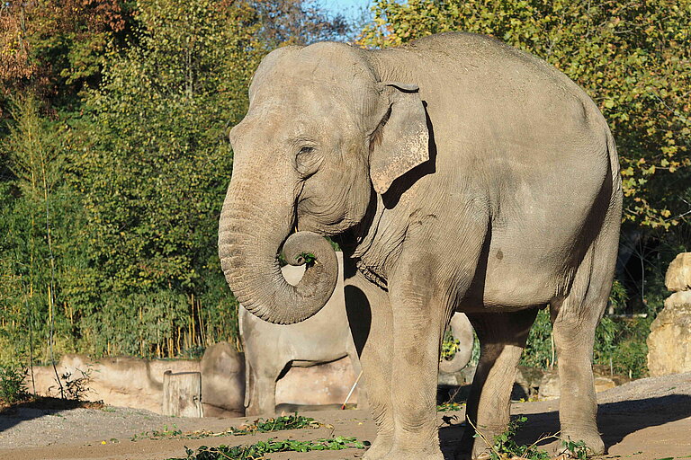 Elefantenkuh "Saida" auf der Außenanlage