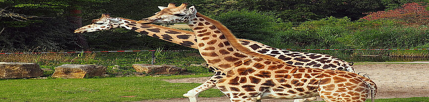 Zwei Giraffen auf der Anlage.