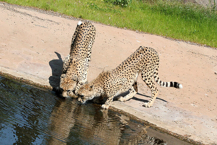 Zwei Geparde am Wasser auf der Kiwara-Kopje