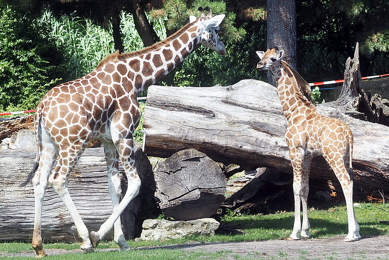 Sipiwes Sohn rechts mit Giraffenjungtier Moja aus 2025 auf der Savanne