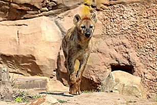Spotted hyena 