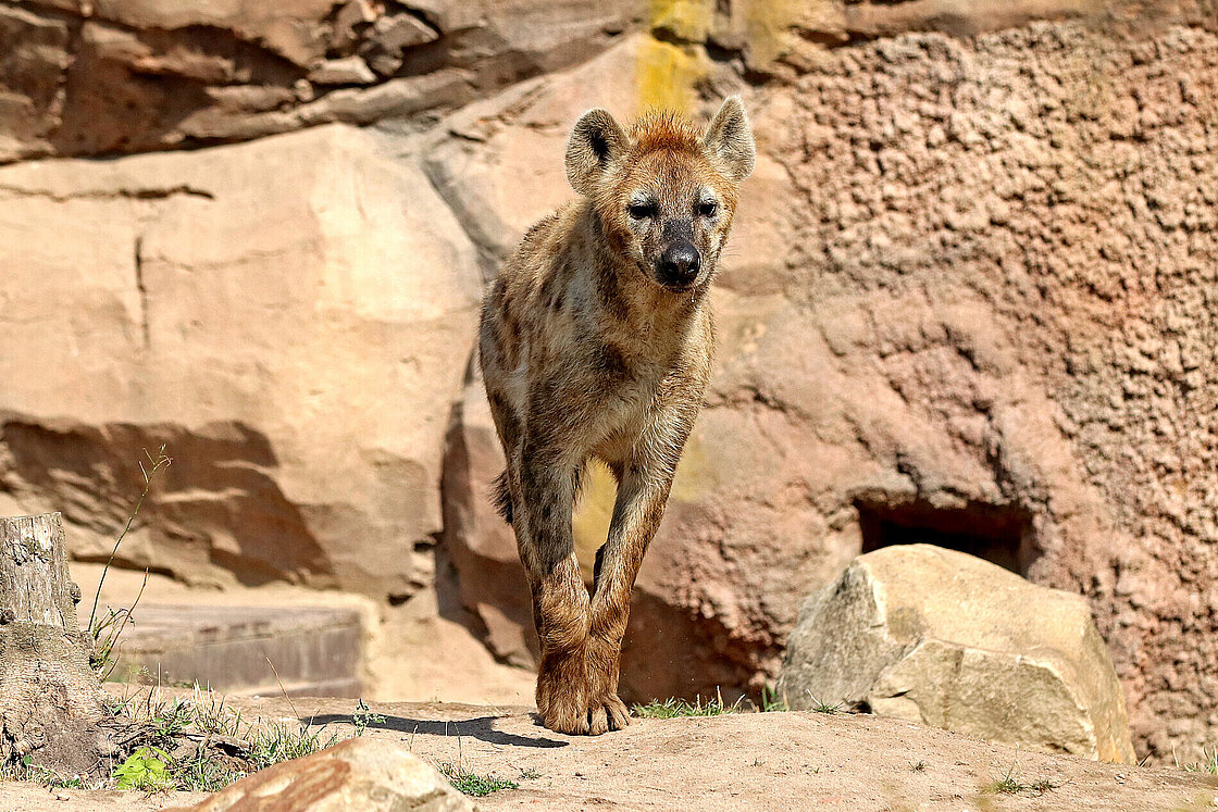 Spotted Hyenas: Meet them at Zoo Leipzig!