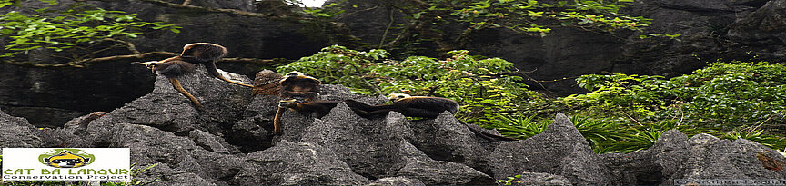Cat Ba Languren auf Felsen