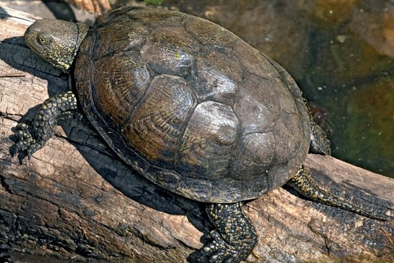 Europäische Sumpfschildkröte sonnt sich auf Stamm