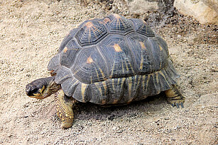 Strahlenschildkröte von der Seite