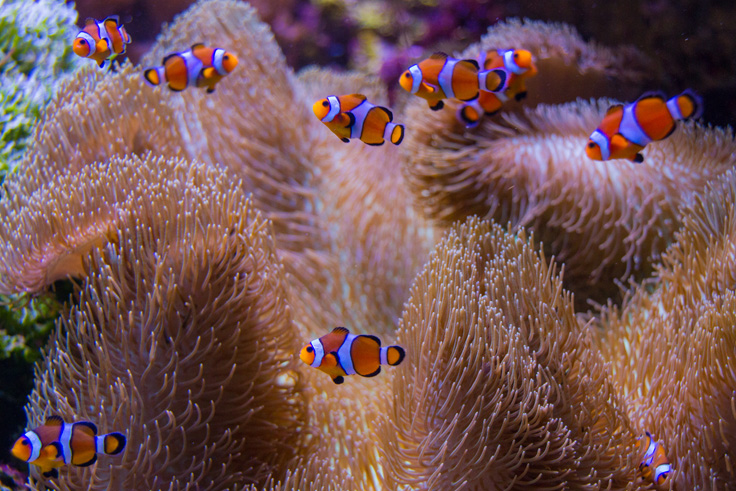 Anemonenfische